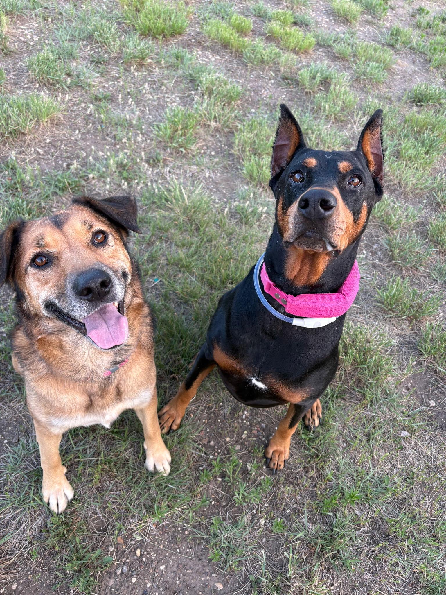 Enlarge Journey, a Adoptable Doberman Pinscher in Buffalo, MN image 2/3