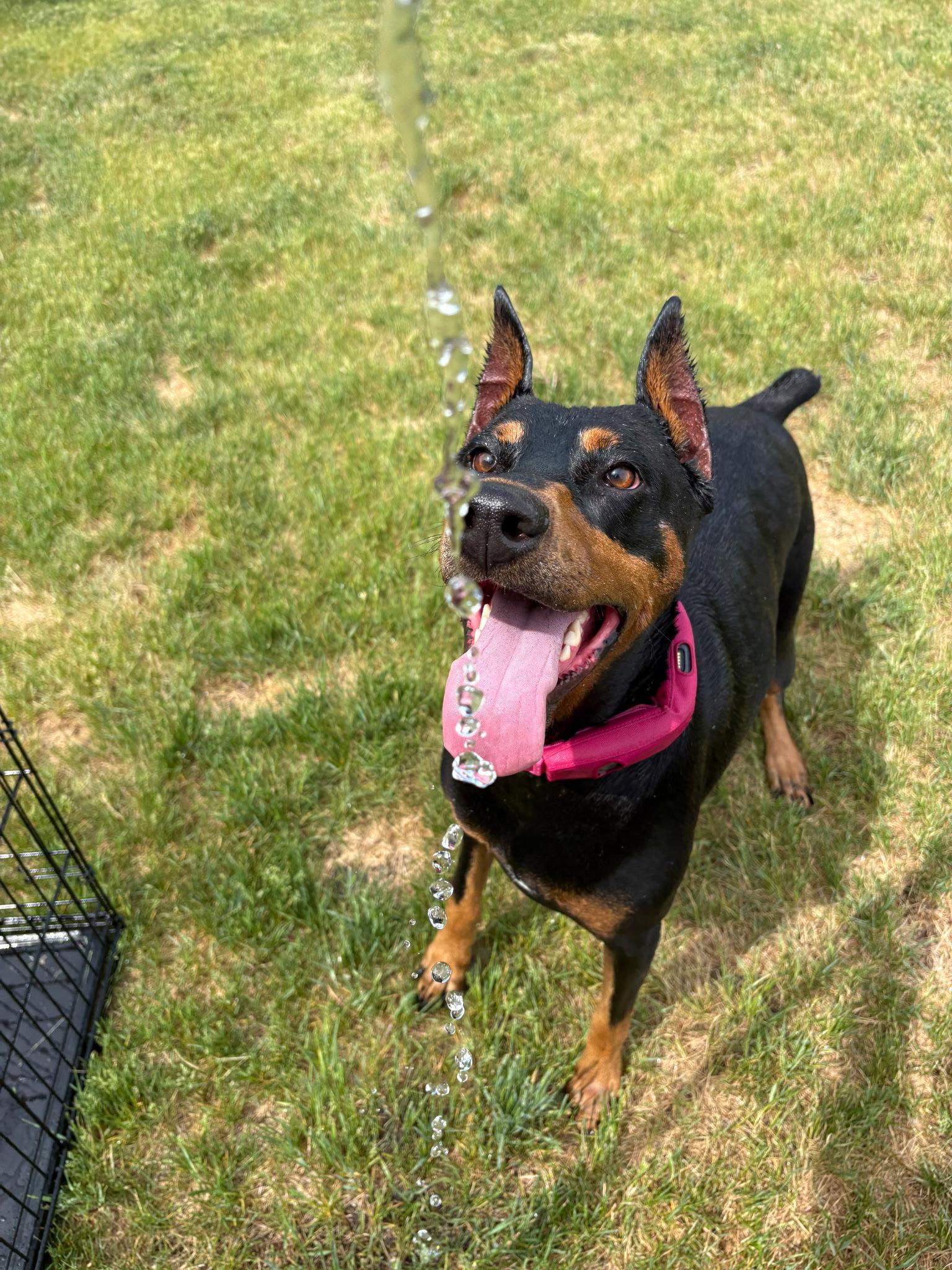 Enlarge Journey, a Adoptable Doberman Pinscher in Buffalo, MN image 3/3