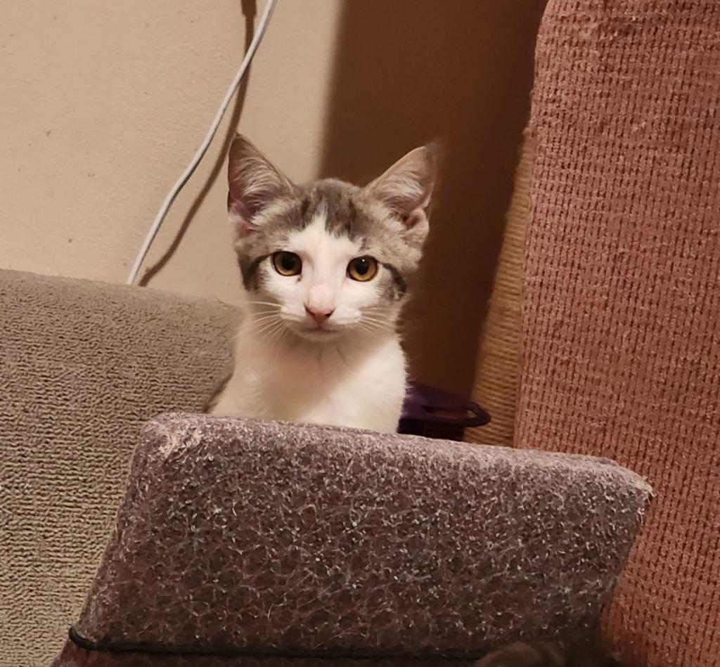 Orah, a Adoptable American Shorthair in Hagaman, NY image 1/6