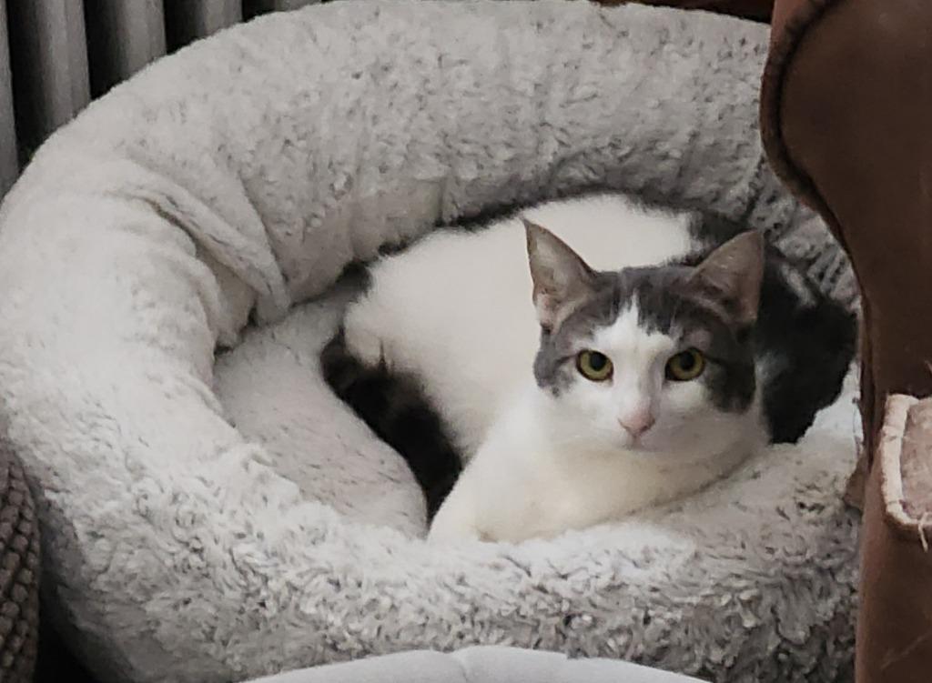 Enlarge Orah, a Adoptable American Shorthair in Hagaman, NY image 2/6