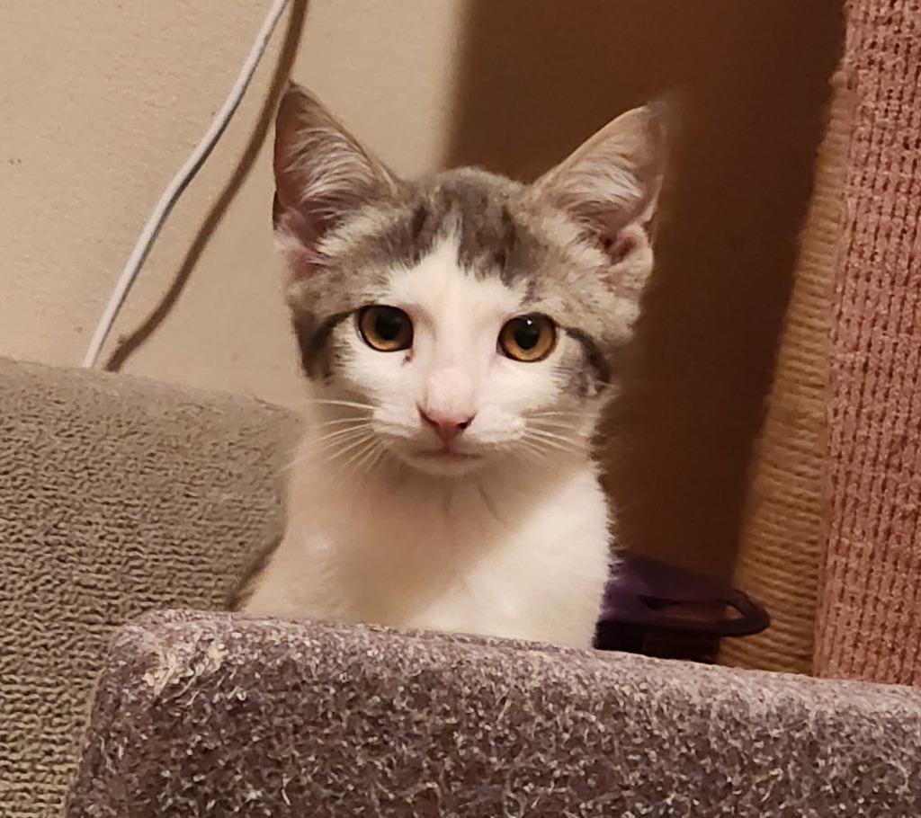 Orah, a Adoptable American Shorthair in Hagaman, NY image 2/6