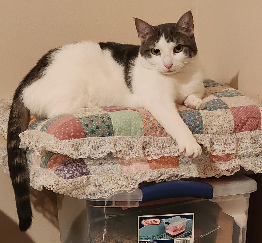 Enlarge Orah, a Adoptable American Shorthair in Hagaman, NY image 4/6