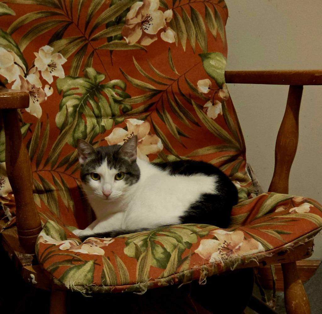 Orah, a Adoptable American Shorthair in Hagaman, NY image 3/6