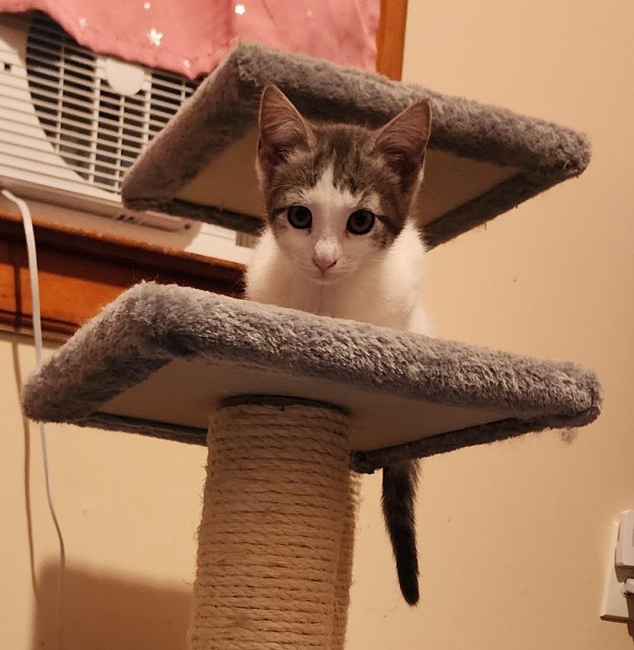 Enlarge Orah, a Adoptable American Shorthair in Hagaman, NY image 5/6