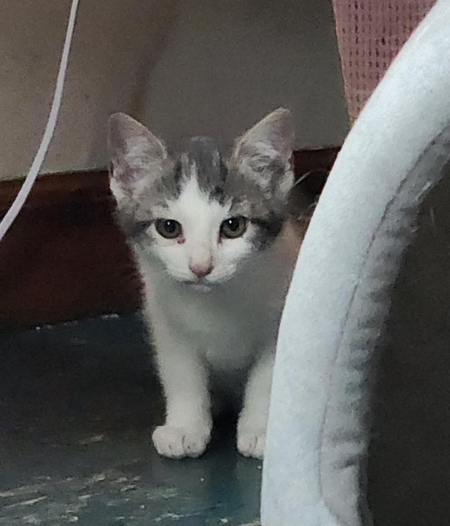 Orah, a Adoptable American Shorthair in Hagaman, NY image 4/6