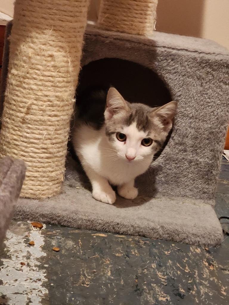 Orah, a Adoptable American Shorthair in Hagaman, NY image 6/6