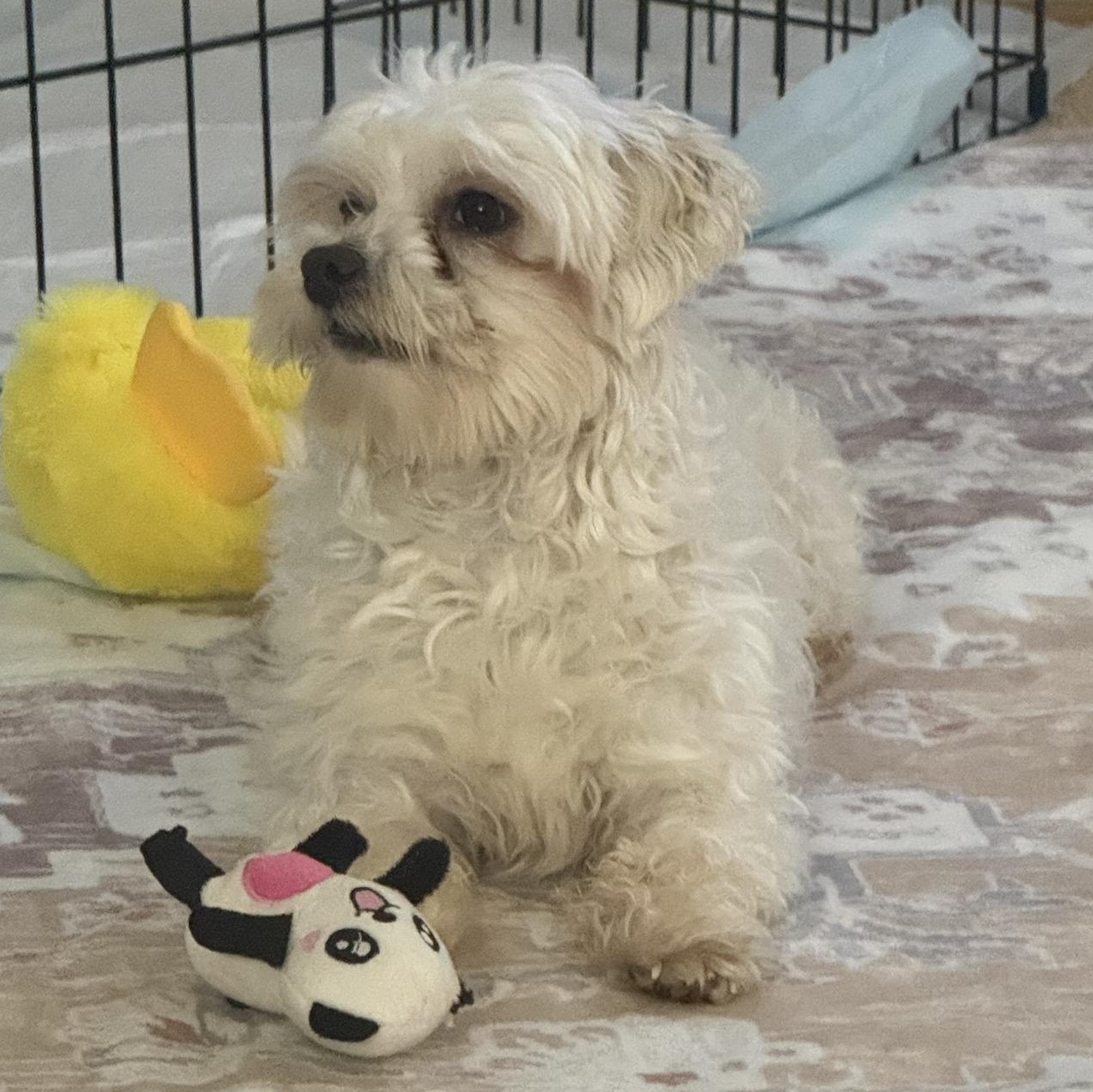 Enlarge Griswold - Home Visit in Process , a Adoptable mixed breed in Hartland, WI image 4/5