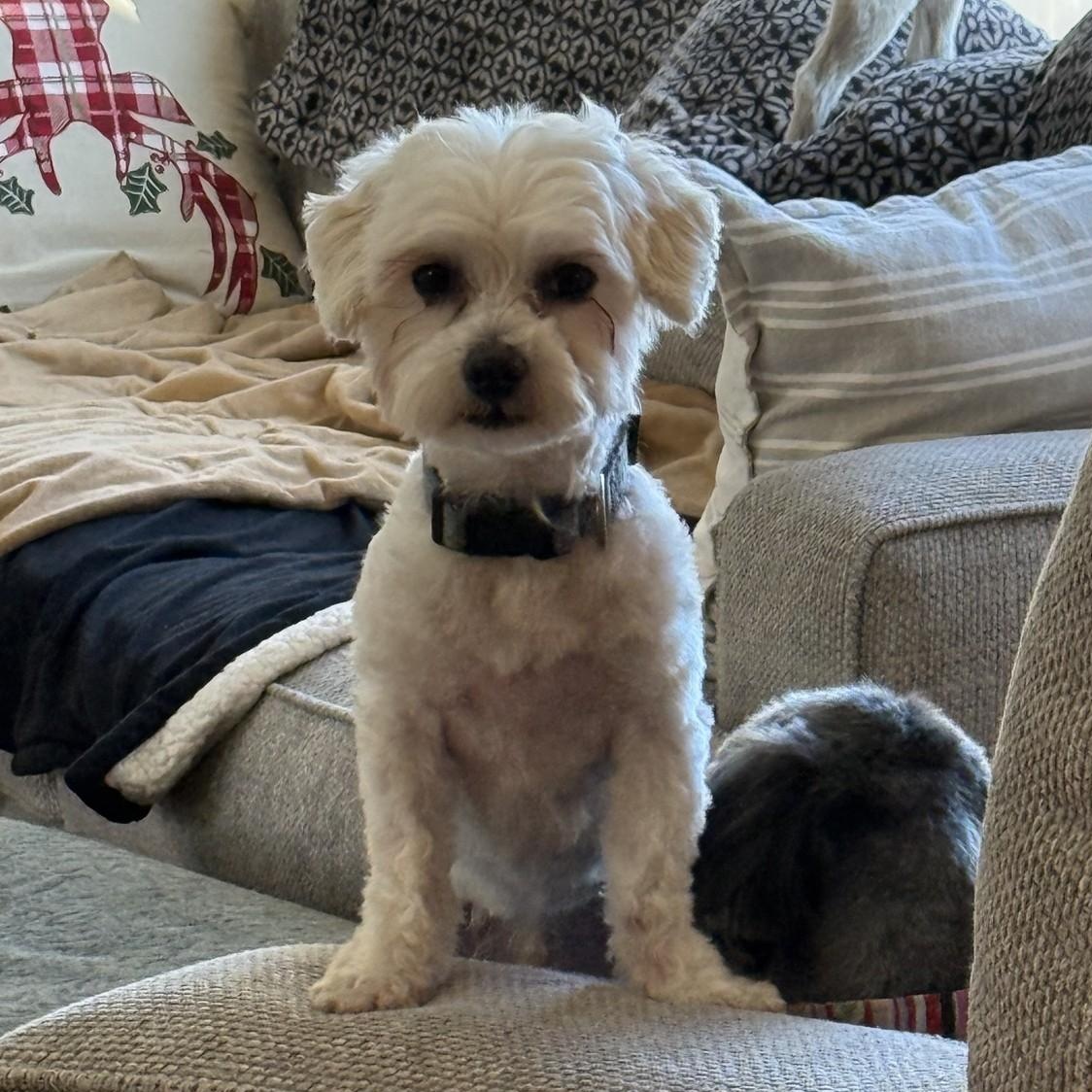 Griswold - Home Visit in Process , Adoptable, Young Male Poodle.