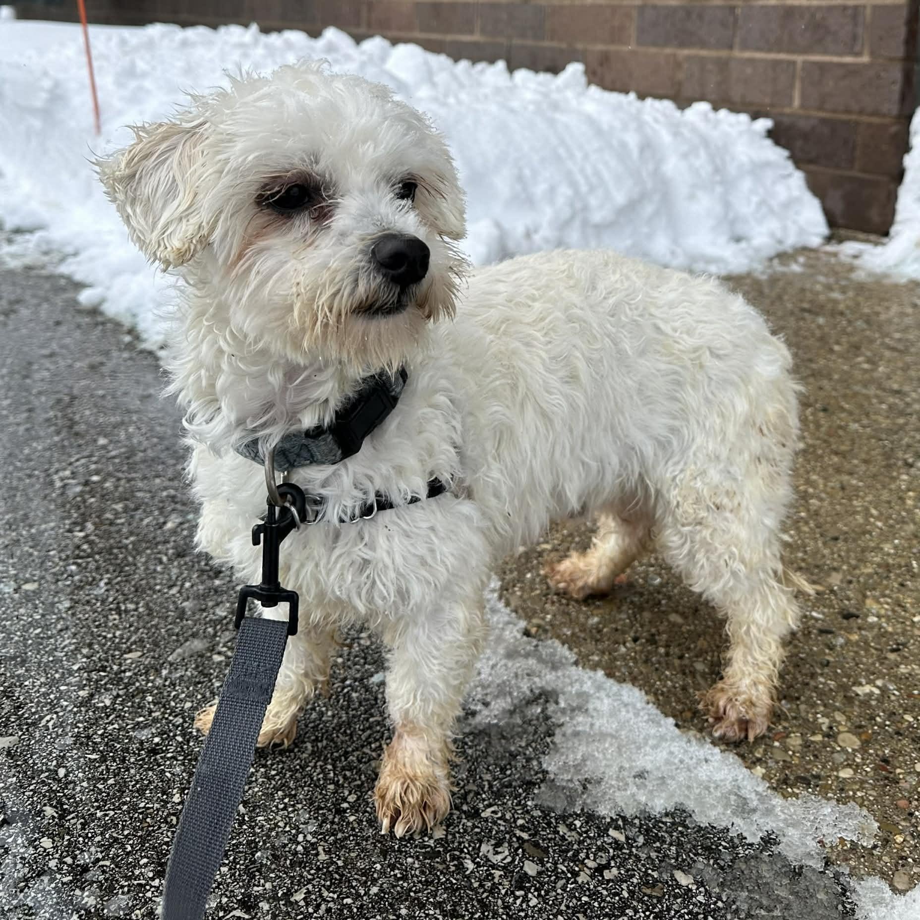 Griswold-Foster Home Needed, Adoptable, Young Male Poodle.
