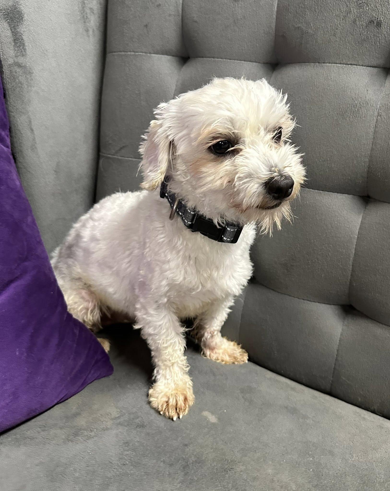 Griswold-Foster Home Needed