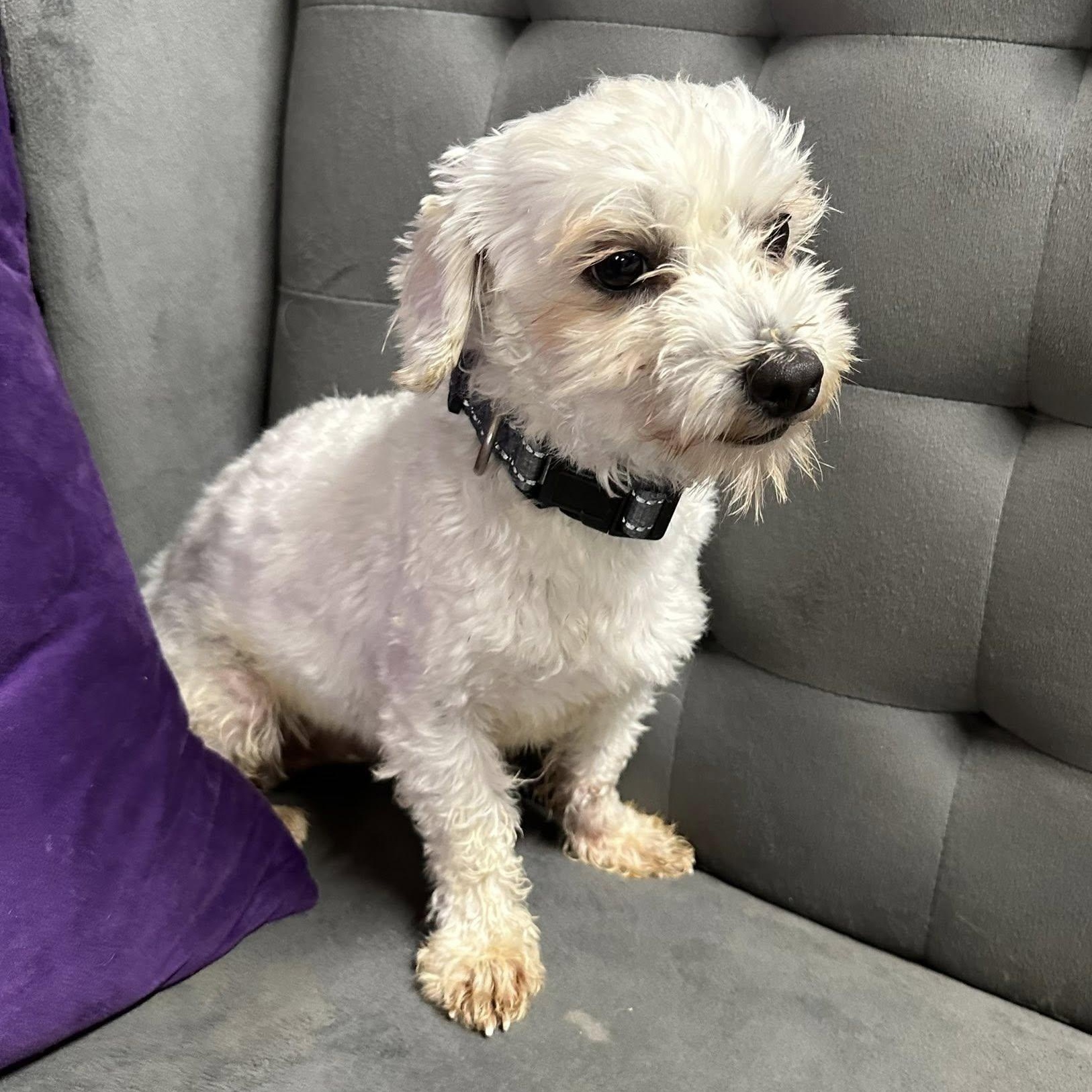 Enlarge Griswold-Foster Home Needed, a Adoptable mixed breed in Hartland, WI image 4/6