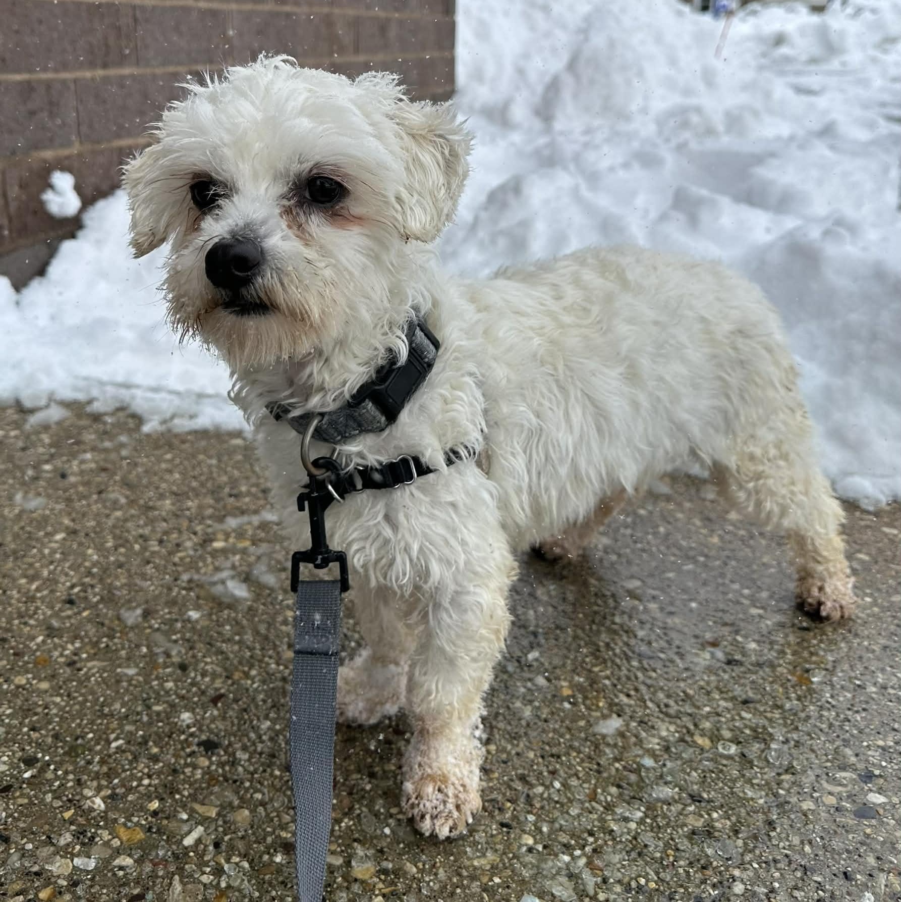 Enlarge Griswold-Foster Home Needed, a Adoptable mixed breed in Hartland, WI image 5/6