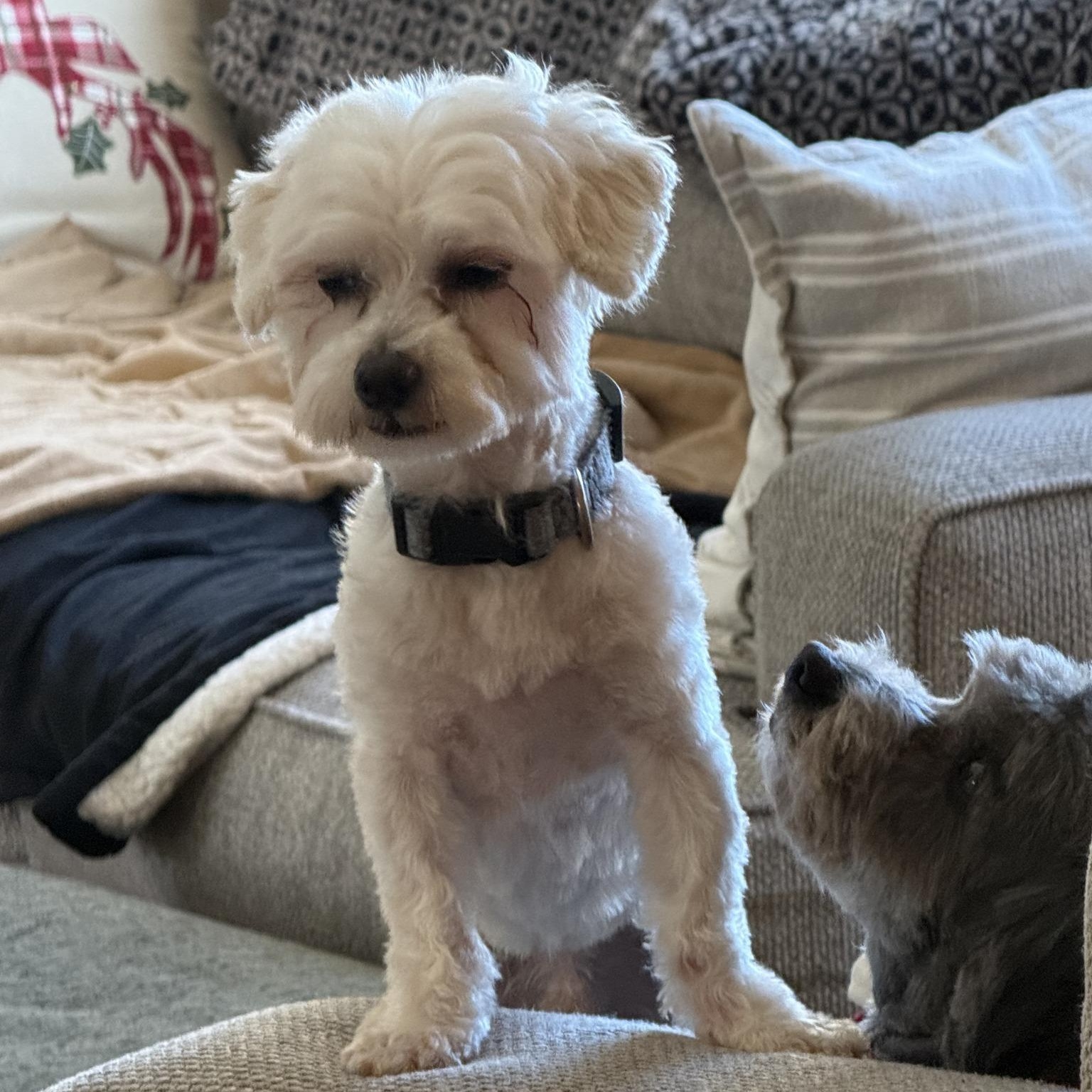 Enlarge Griswold - Home Visit in Process , a Adoptable mixed breed in Hartland, WI image 2/5