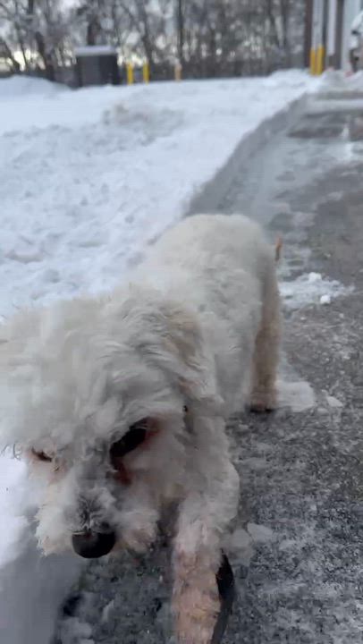 Enlarge Griswold-Foster Home Needed, a Adoptable mixed breed in Hartland, WI video 6/6