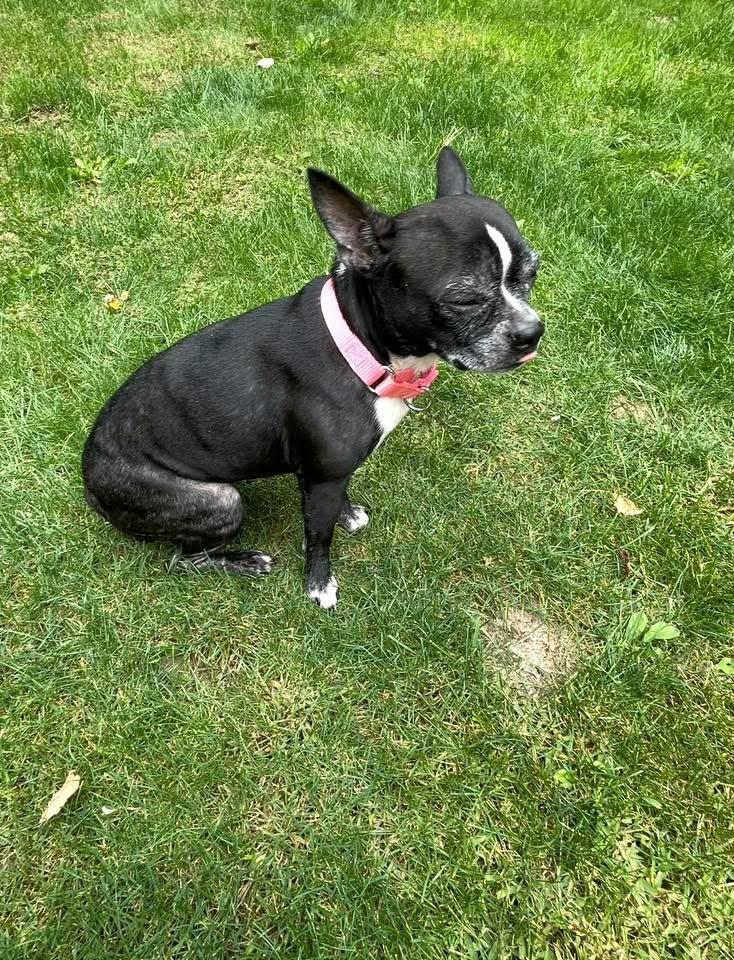 Nugget