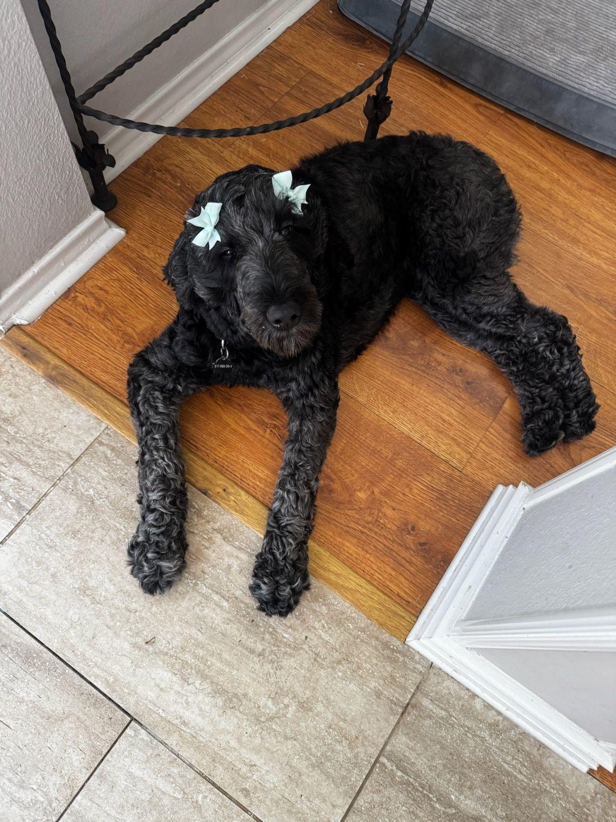 Ophelia, ADOPTABLE, Adult Female Labradoodle.