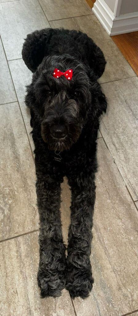 Enlarge Ophelia, a ADOPTABLE Labradoodle in Colleyville, TX image 4/6