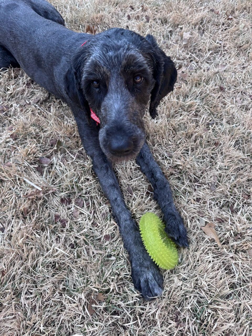 Enlarge Ophelia, a ADOPTABLE Labradoodle in Colleyville, TX image 2/6