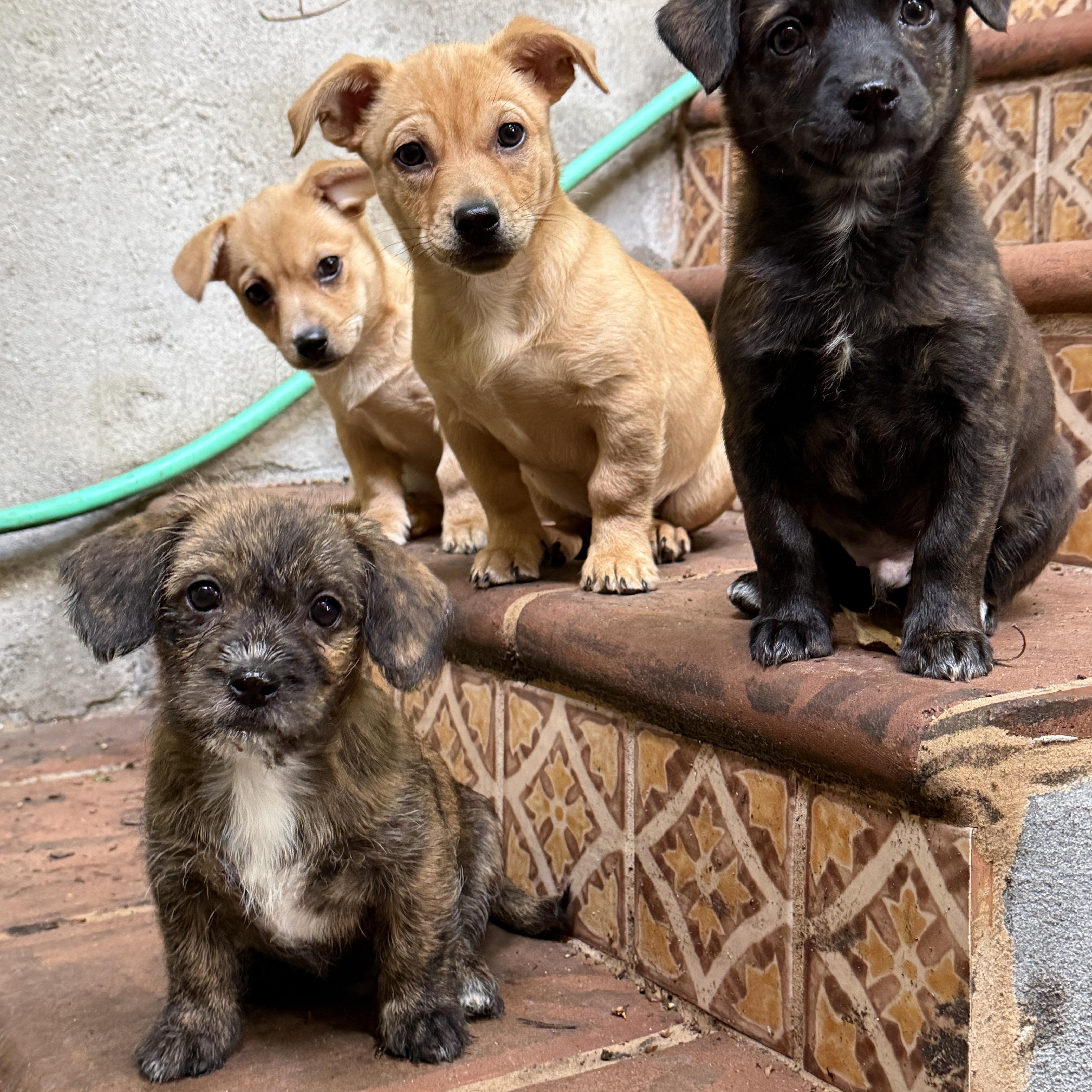 Enlarge Brodie and Conrad, a ADOPTABLE mixed breed in Los Angeles, CA image 6/6