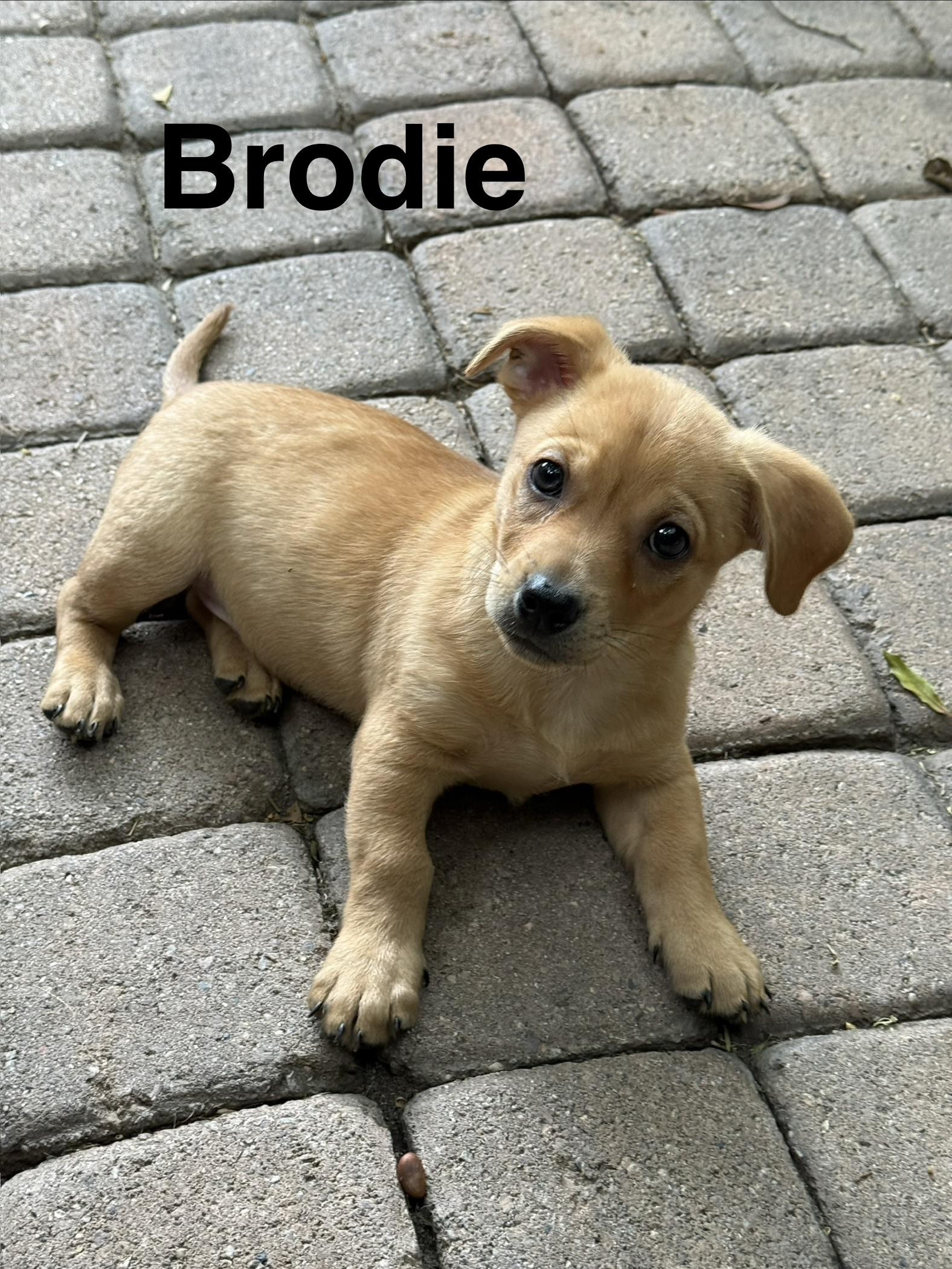 Enlarge Brodie and Conrad, a ADOPTABLE mixed breed in Los Angeles, CA image 3/6