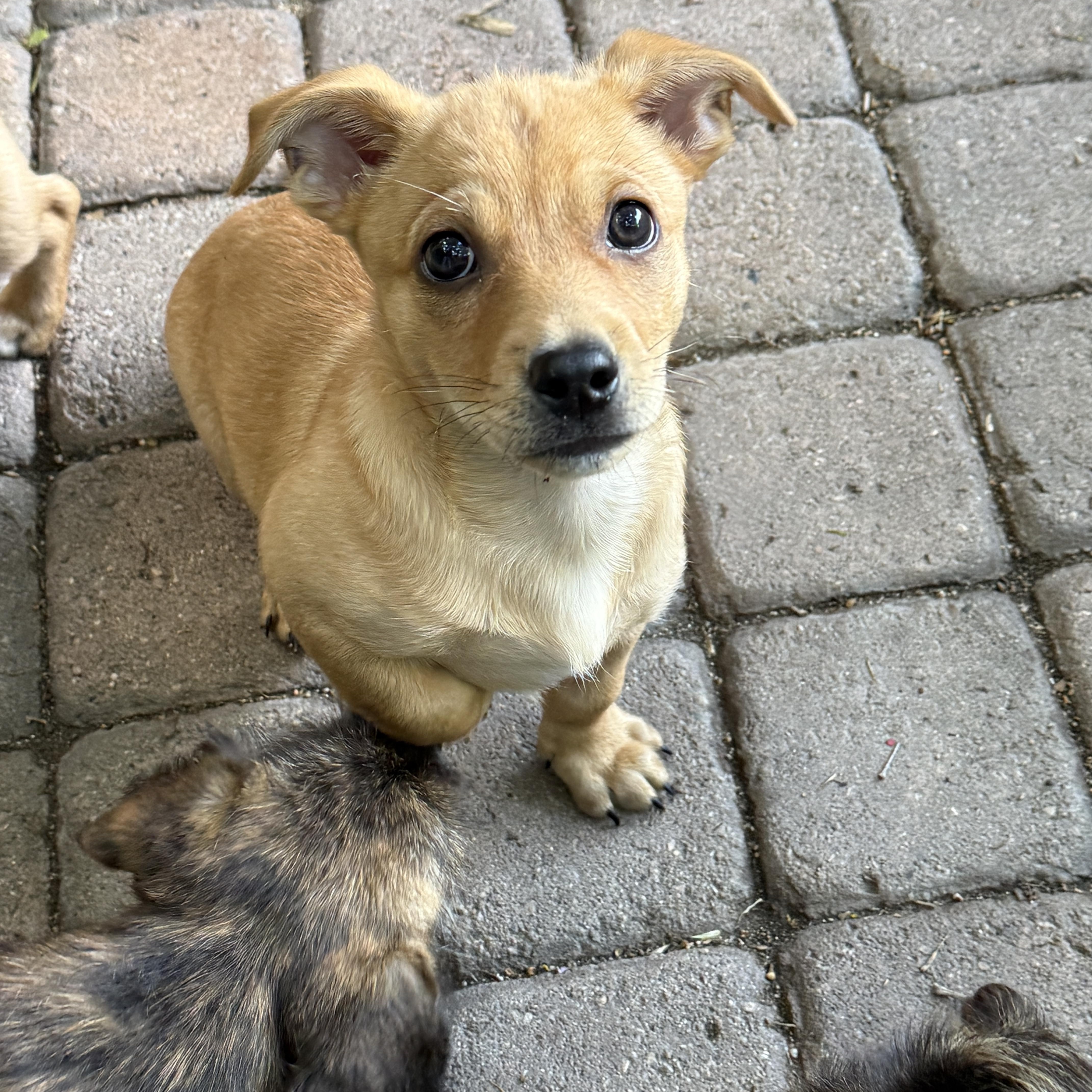 Brodie and Conrad, ADOPTABLE, Puppy Male Miniature Poodle & Chihuahua.
