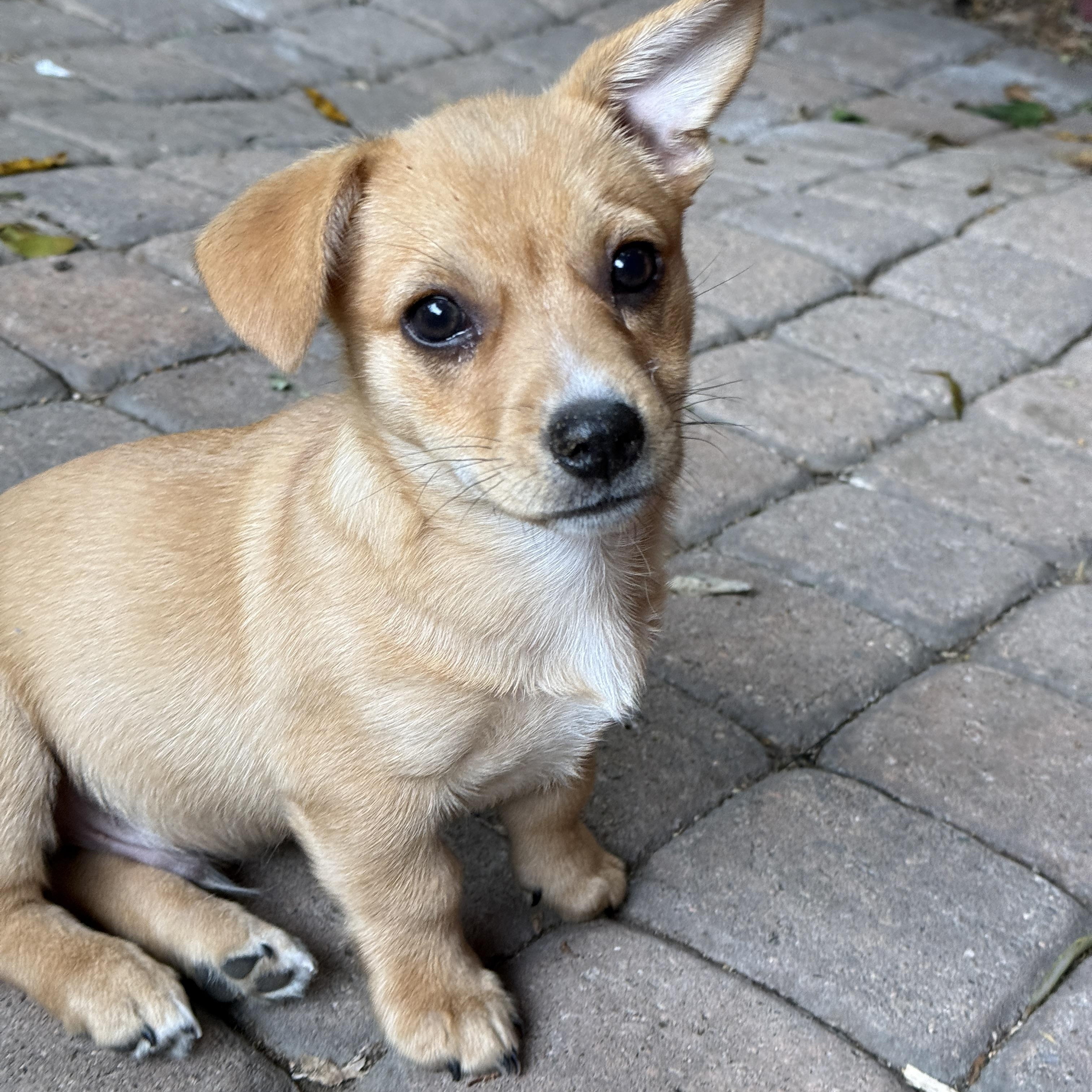Enlarge Brodie and Conrad, a ADOPTABLE mixed breed in Los Angeles, CA image 2/6