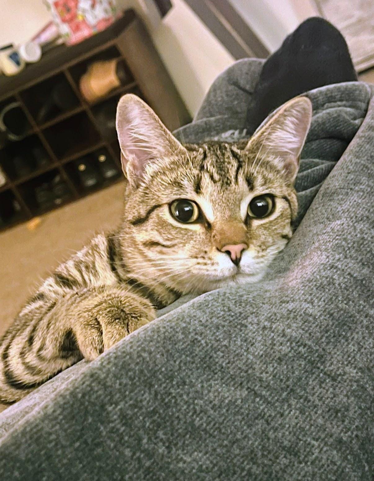 Dolly, a Adoptable Domestic Short Hair in Allentown, PA image 2/3