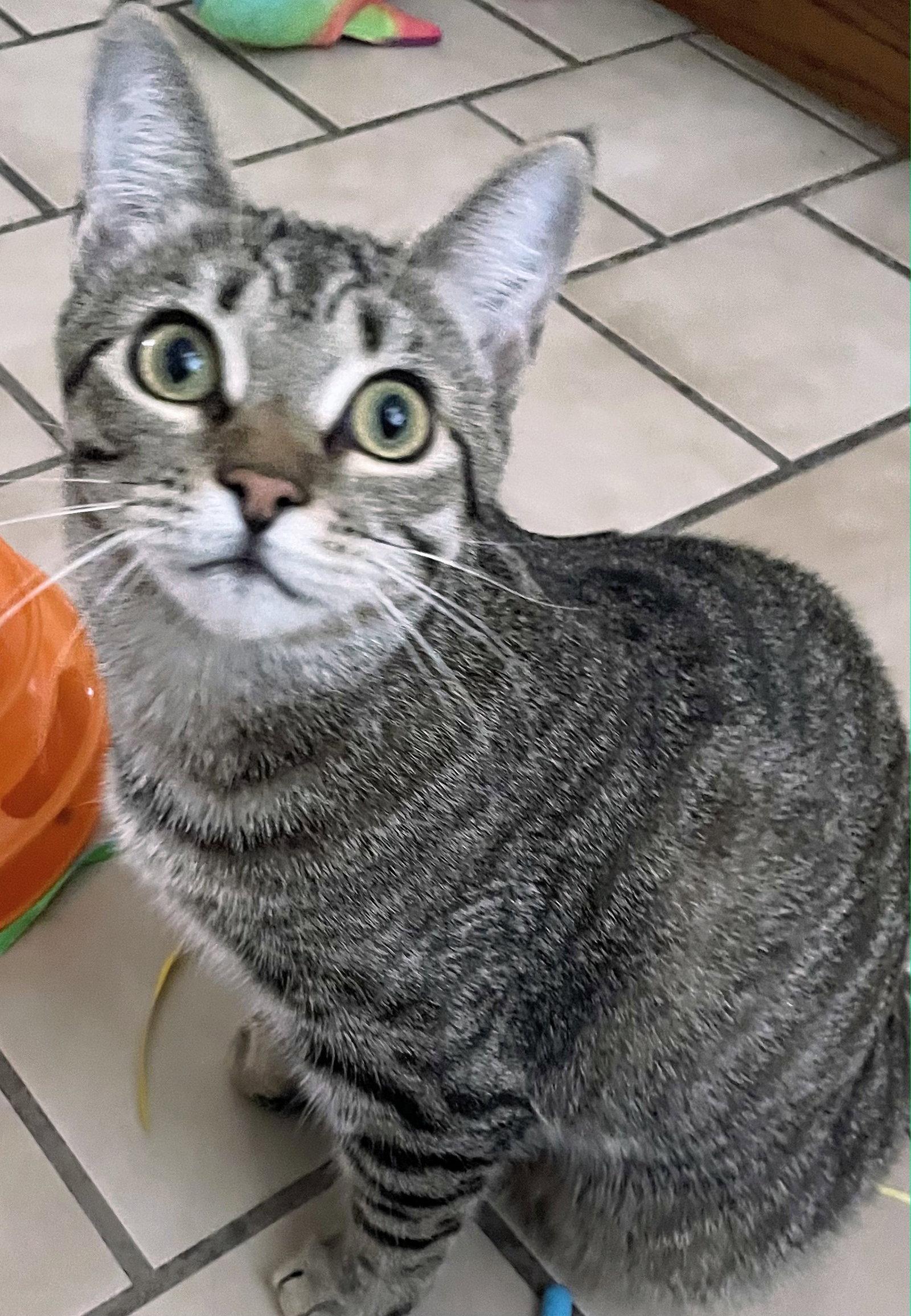 Dolly, a Adoptable Domestic Short Hair in Allentown, PA image 3/3