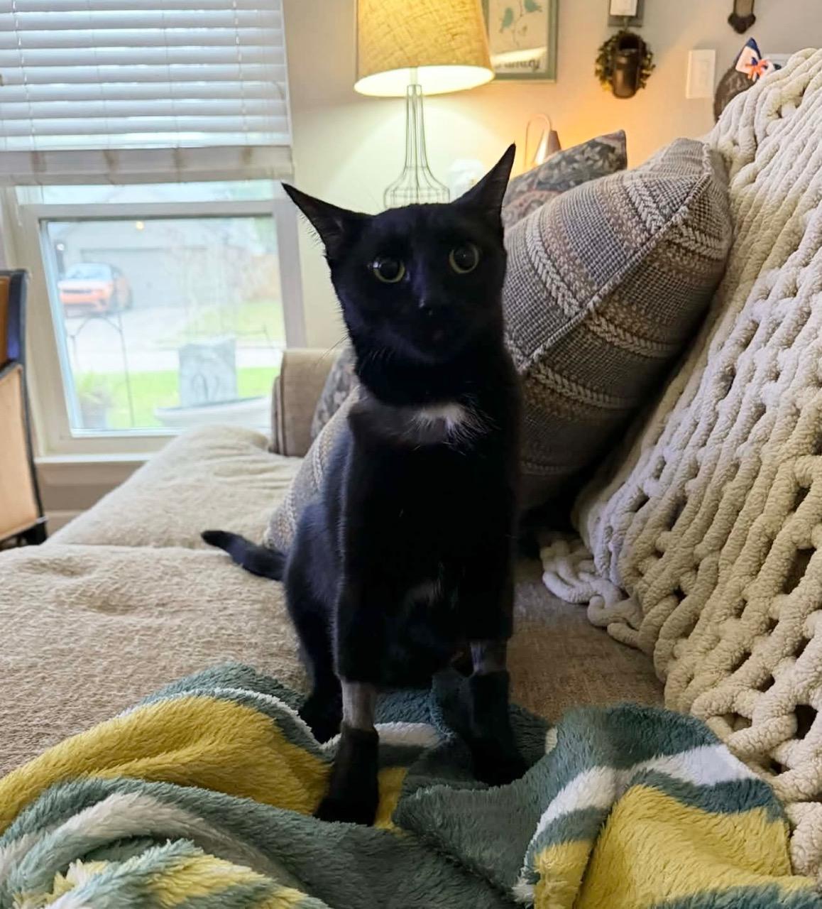 gentle morticia, a ADOPTABLE Domestic Short Hair in West Hartford , CT image 2/4