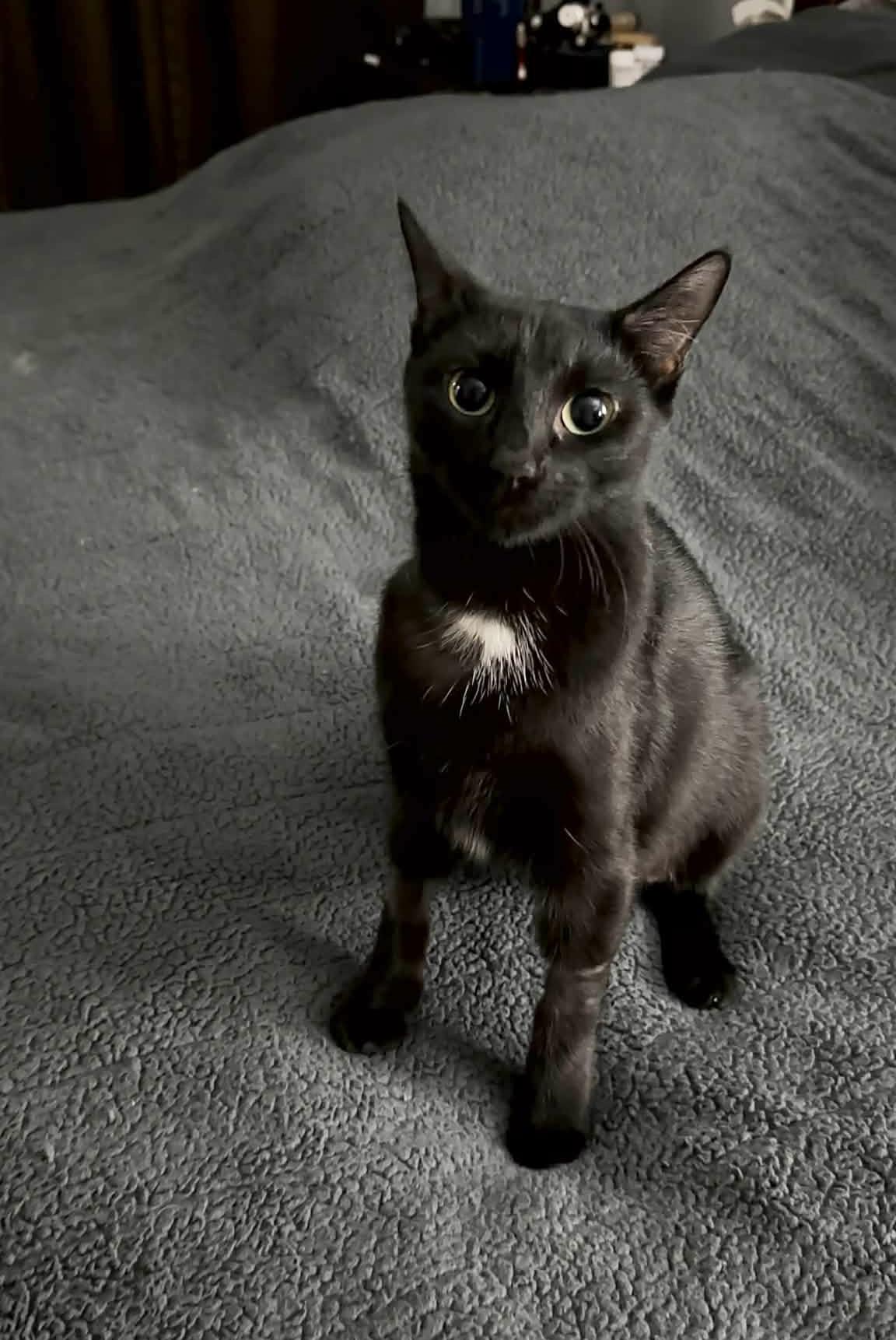 gentle morticia, a ADOPTABLE Domestic Short Hair in West Hartford , CT image 4/4