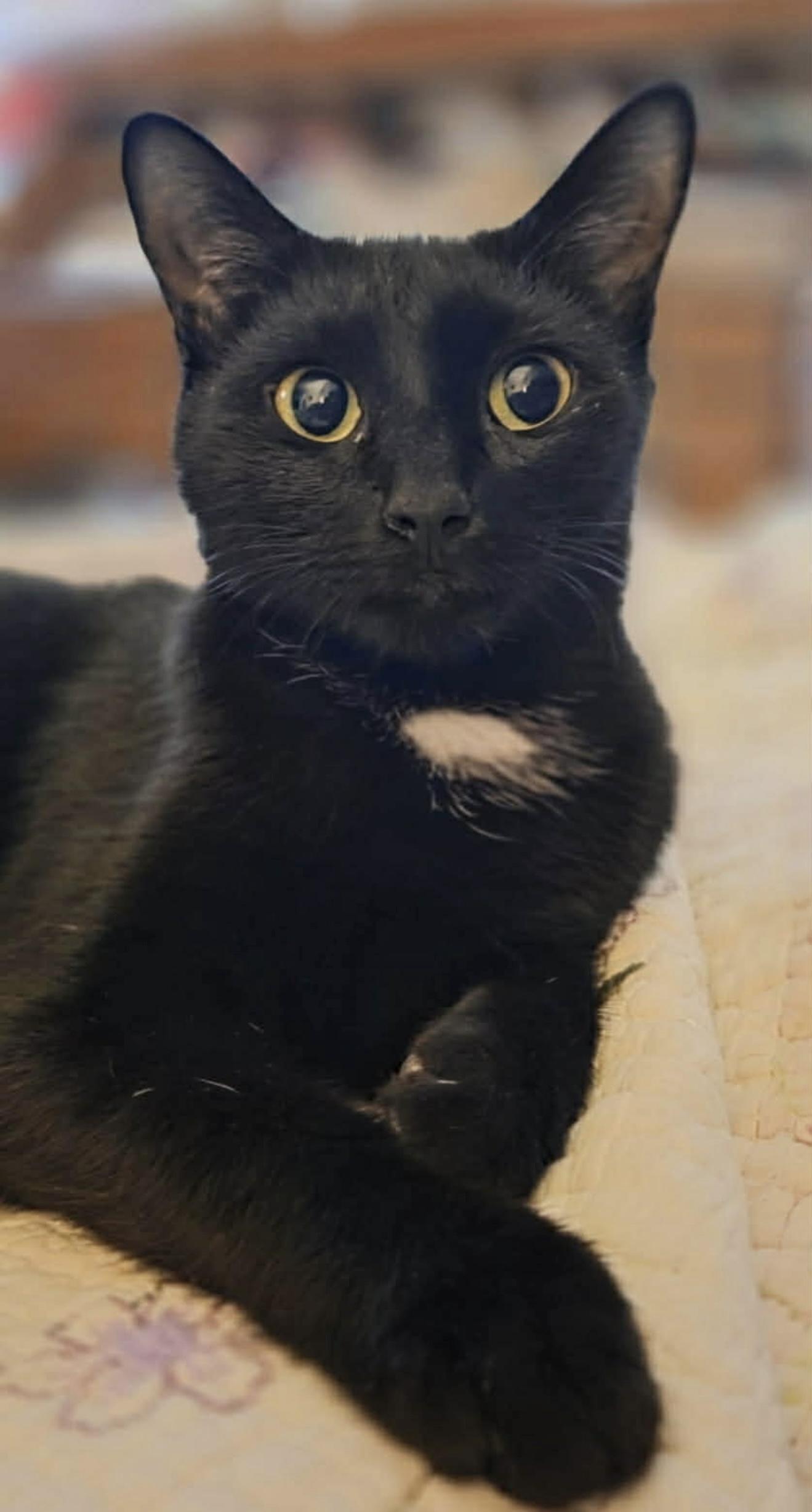 gentle morticia, a ADOPTABLE Domestic Short Hair in West Hartford , CT image 3/4