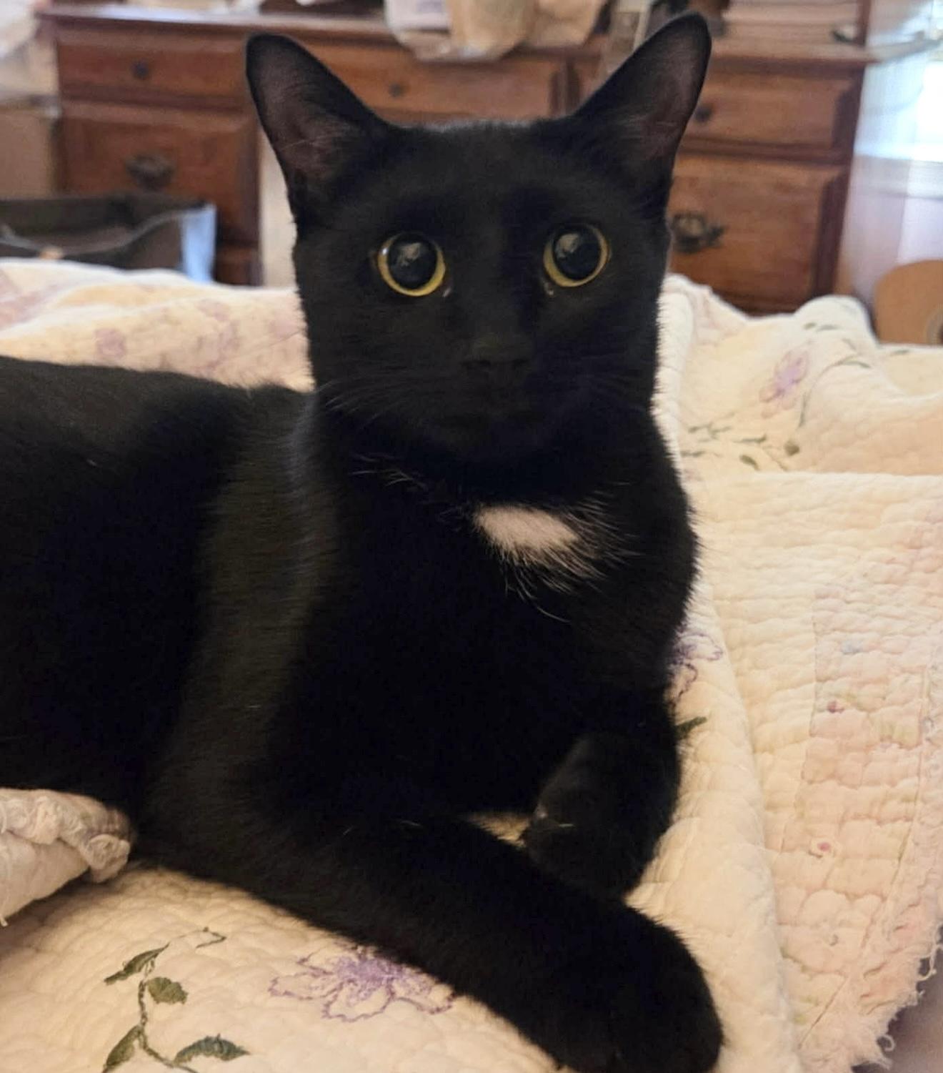 gentle morticia, ADOPTABLE, Young Female Domestic Short Hair.