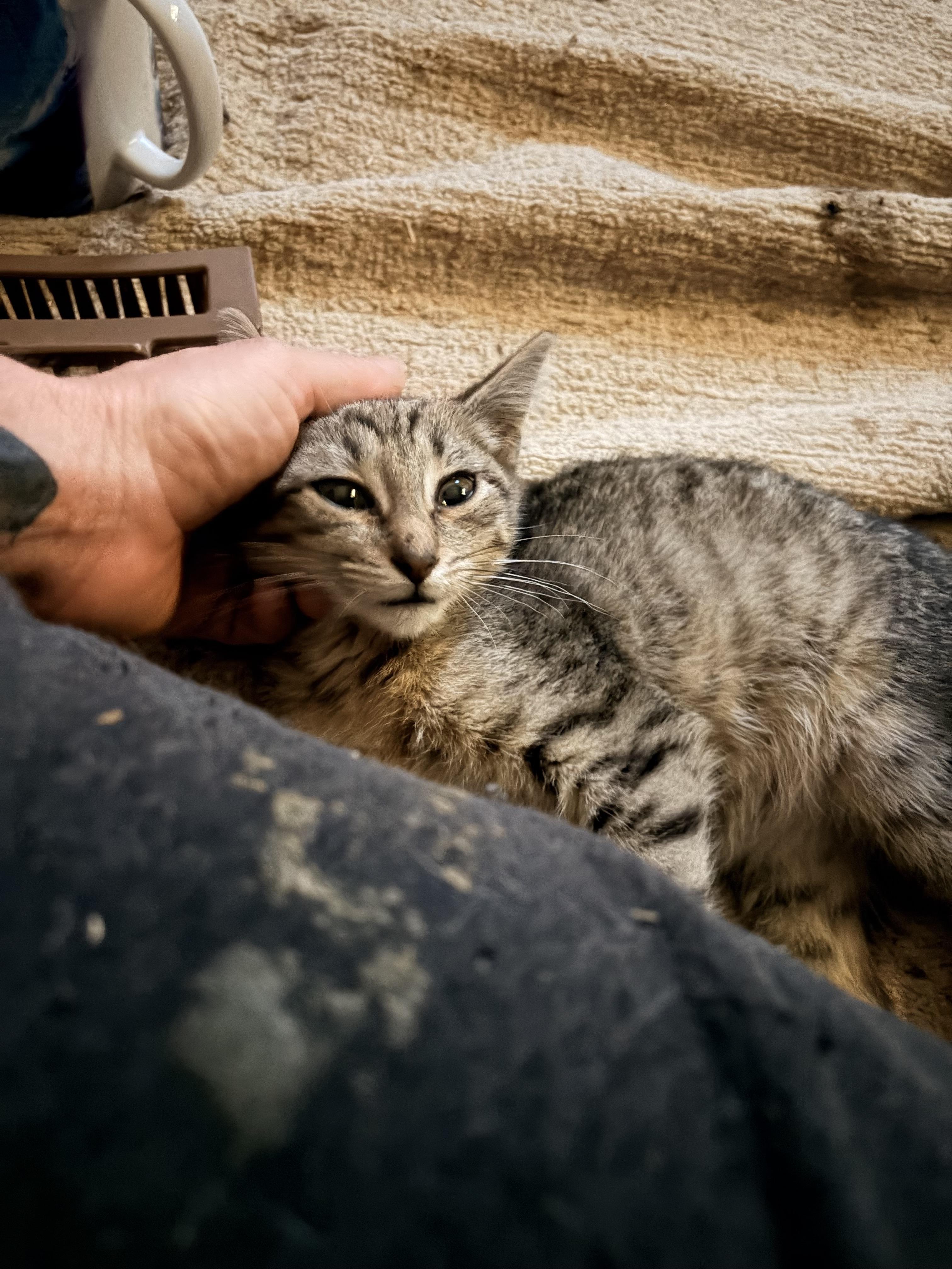 Scooter, Adoptable, Kitten Female Tabby & Bengal.
