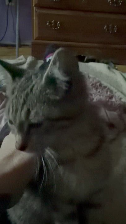 Enlarge Scooter, a Adoptable mixed breed in Newark valley, NY video 6/6