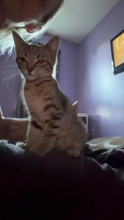 Enlarge Scooter, a Adoptable mixed breed in Newark valley, NY video 3/6