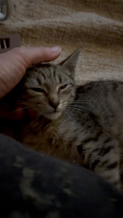 Enlarge Scooter, a Adoptable mixed breed in Newark valley, NY video 4/6
