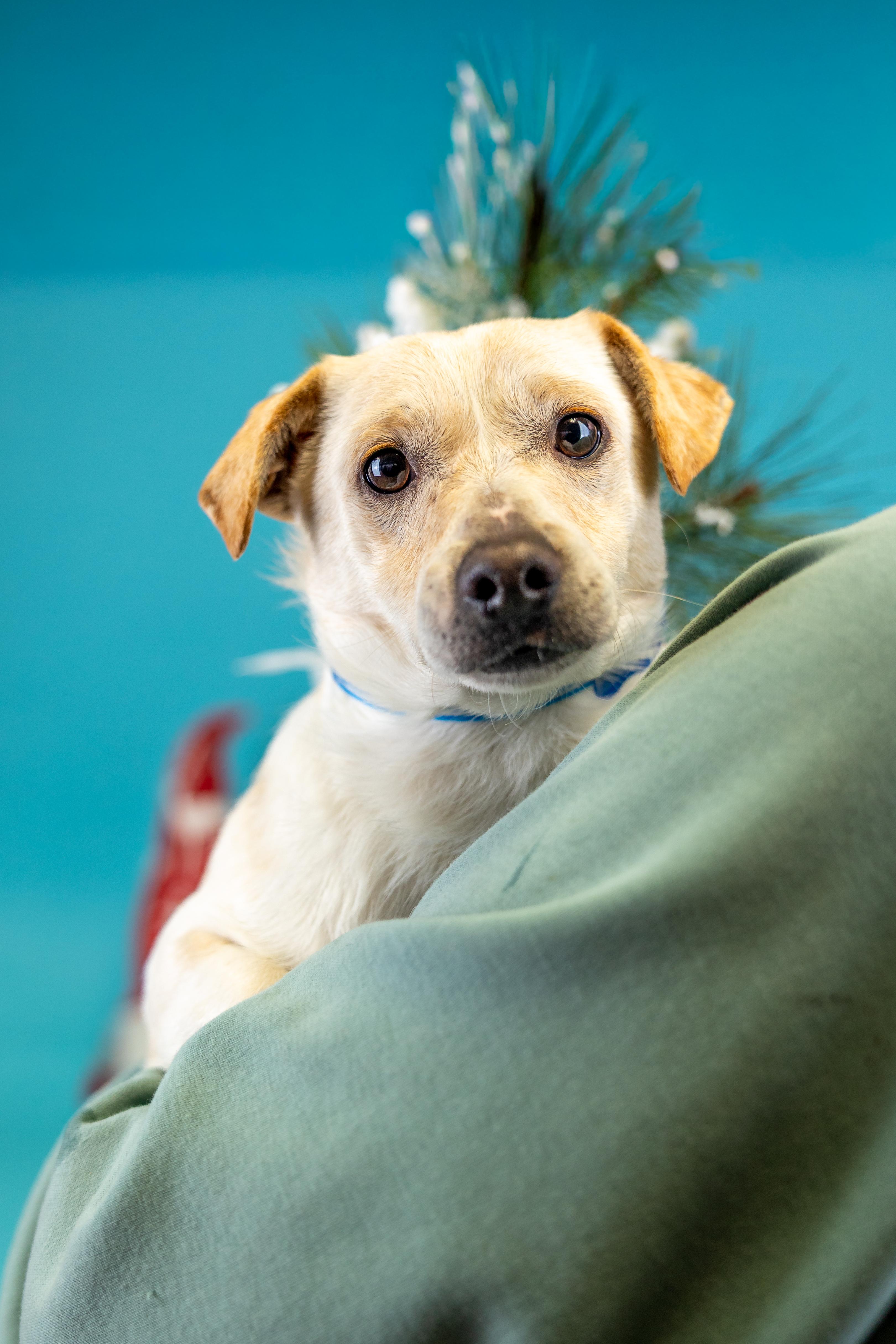 #1018-25 (Buddy), Adoptable, Young Male Chihuahua.