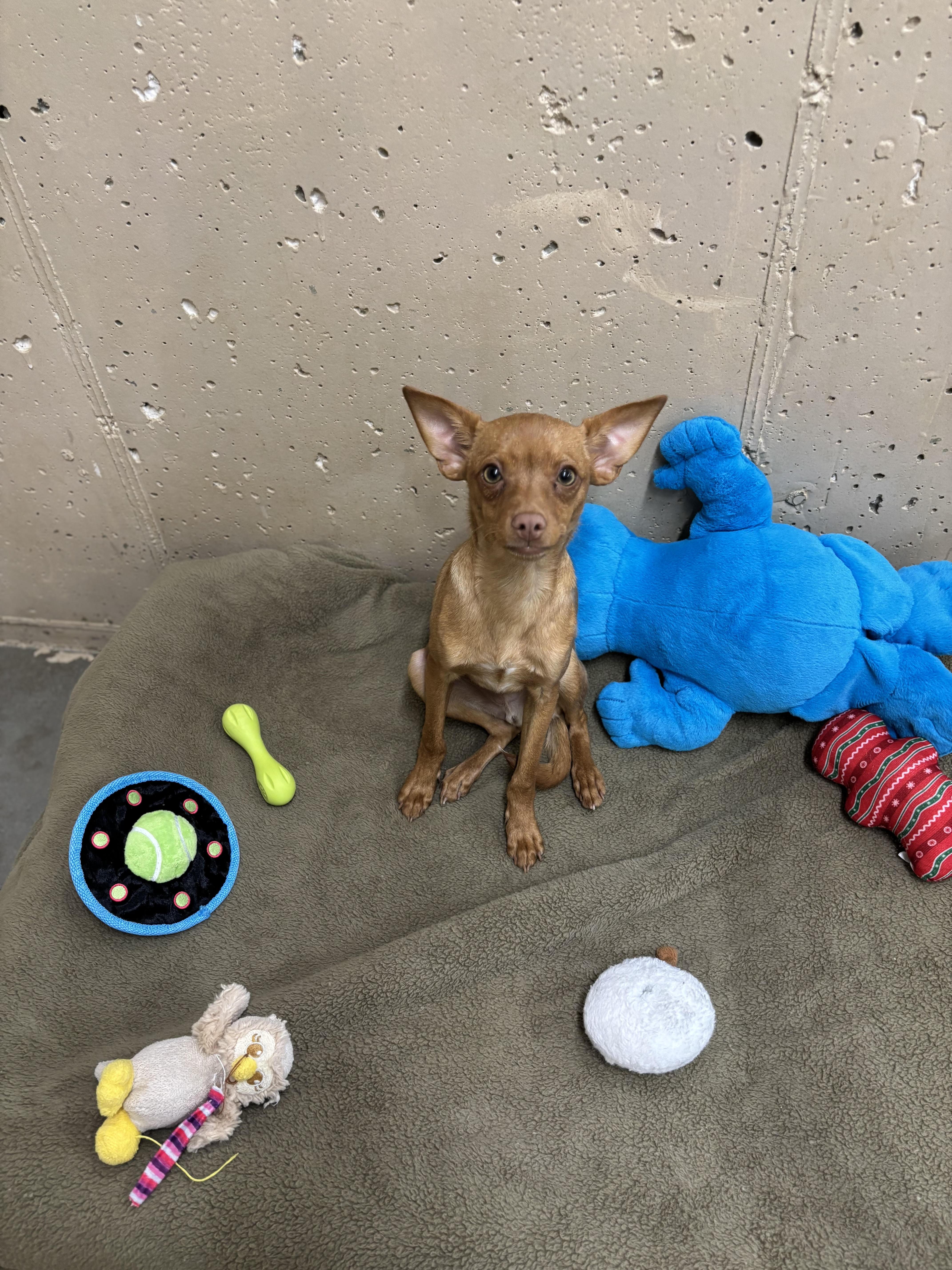 Enlarge Sprout, a Adoptable Mixed Breed in Rock Springs, WY image 1/1