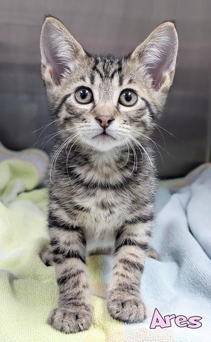 Ares, Adoptable, Kitten Male Domestic Short Hair & Domestic Short Hair.