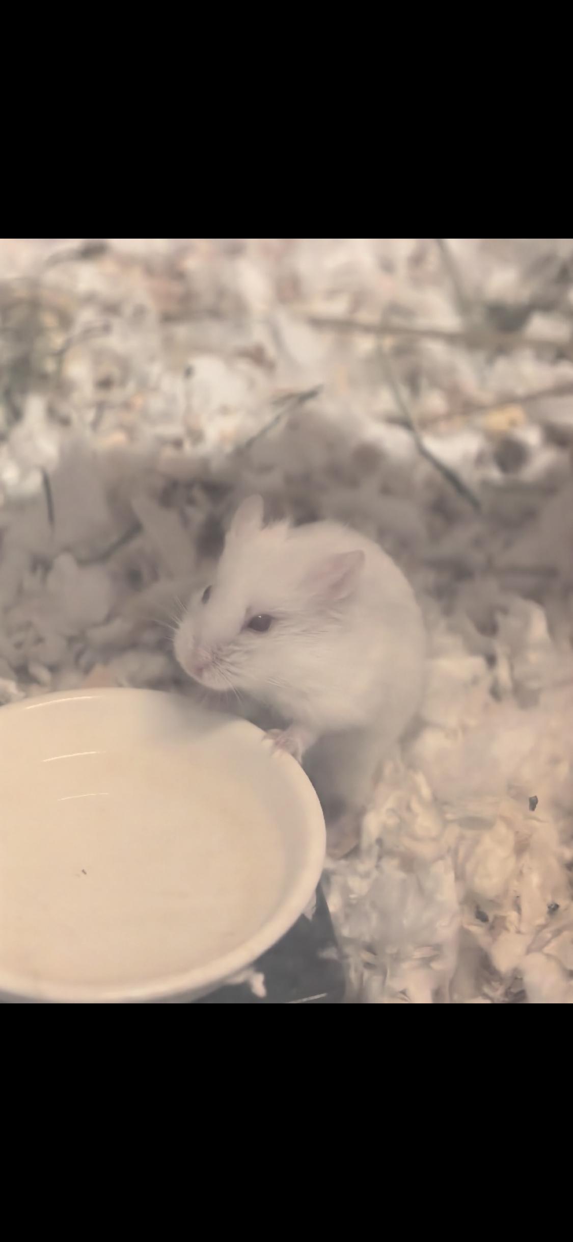 Clove, Adoptable, Baby Female Dwarf Hamster & Hamster.