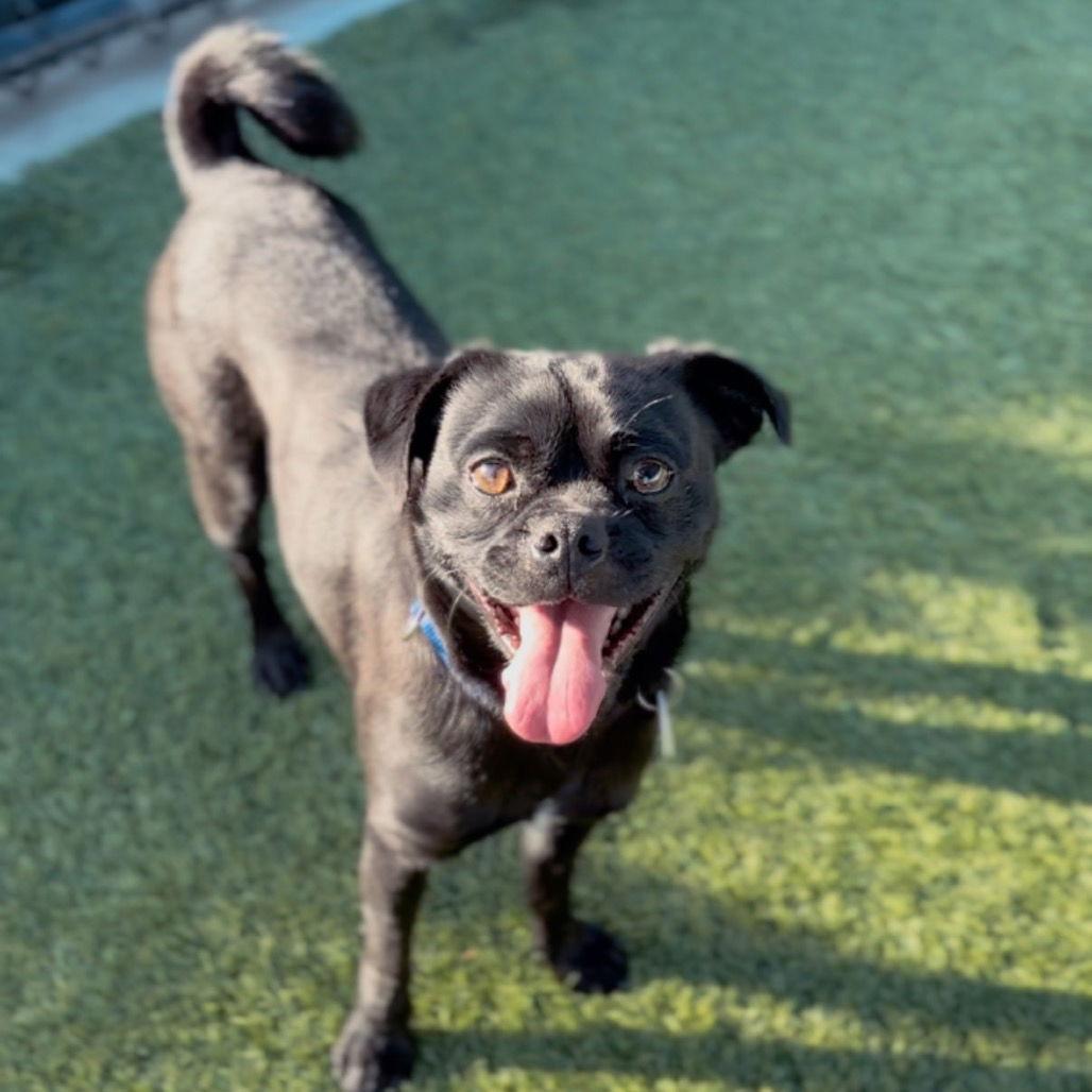 Sooty CA, Adoptable, Adult Male Pug.