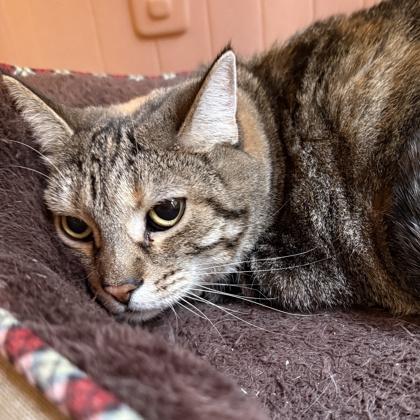 Enlarge Athena, a ADOPTABLE mixed breed in Lansing, MI image 2/2