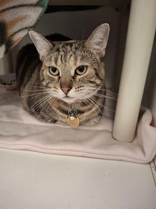 Athena, ADOPTABLE, Adult Female Domestic Short Hair.