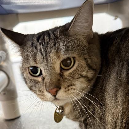 Enlarge Athena, a ADOPTABLE mixed breed in Lansing, MI image 1/2