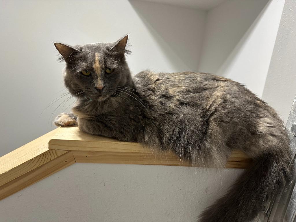 Dee Dee, Adoptable, Adult Female Domestic Long Hair.