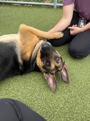 Enlarge Zeppelin, a Adoptable mixed breed in Fishers, IN image 1/3