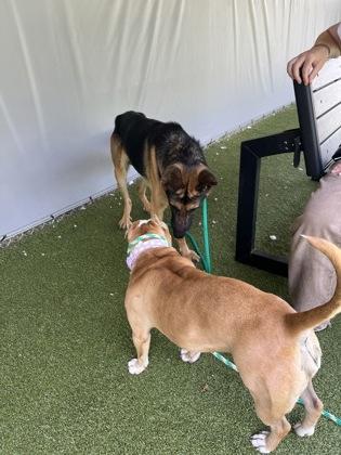 Enlarge Zeppelin, a Adoptable mixed breed in Fishers, IN image 2/3