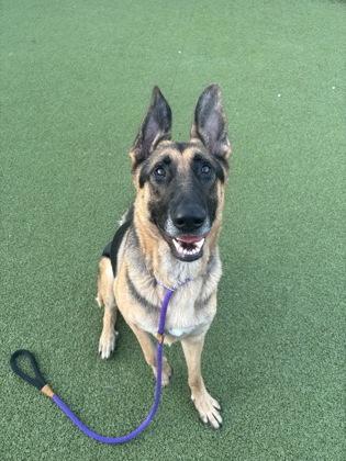 Enlarge Zeppelin, a Adoptable mixed breed in Fishers, IN image 3/3