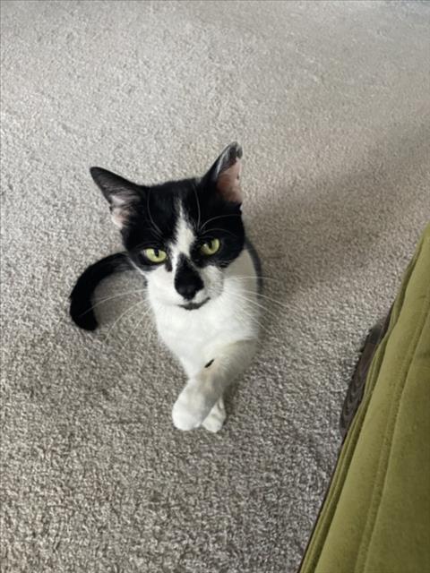 Enlarge OREO, a Adoptable Domestic Short Hair in Chapel Hill, NC image 1/1