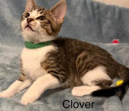 Enlarge Clover, a Adopted mixed breed in Richardson, TX image 1/1